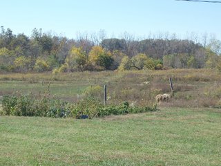 76.5 Acres (58+/- acres tillable).  Productive soils nearly all tillable.  Nice mix of tillable and wooded acres.  Only 15 minutes to Richmond, Indiana.

Full crop rights available for 2011. - 76+/- Acre Complete Farm Unit